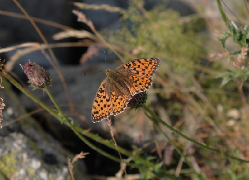 Ninfalide da ID - Argynnis (Fabriciana) niobe